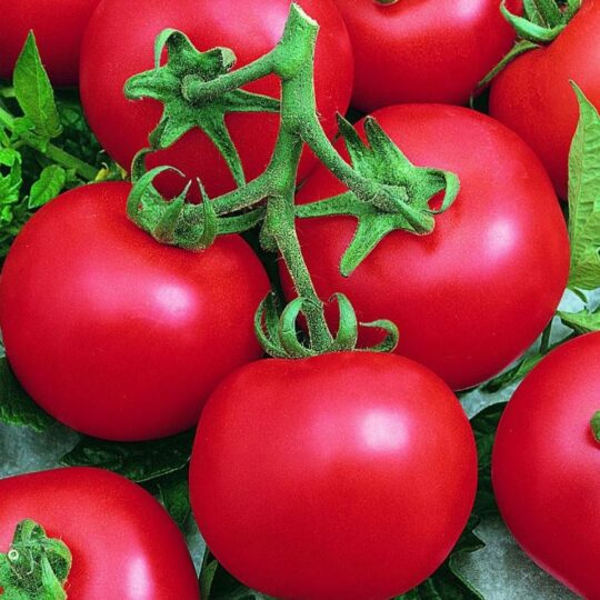 Tomato