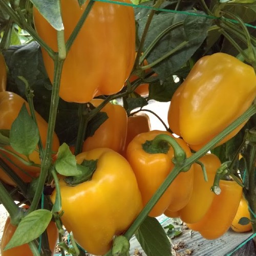 AMARILLO F1