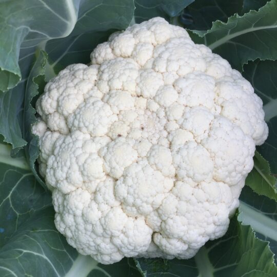 Cauliflower