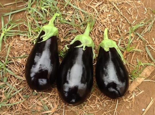 Eggplant