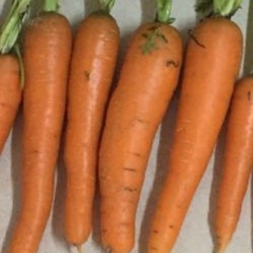 CARAMELLA F1