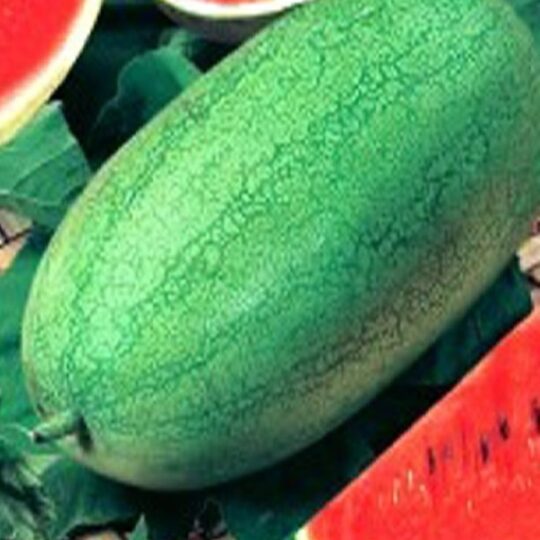 Watermelon