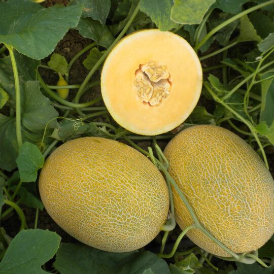 Ananas