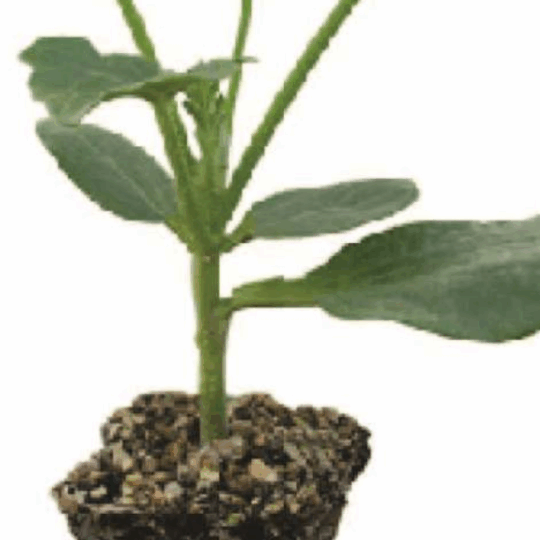 Rootstock