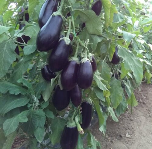 KOHL F1