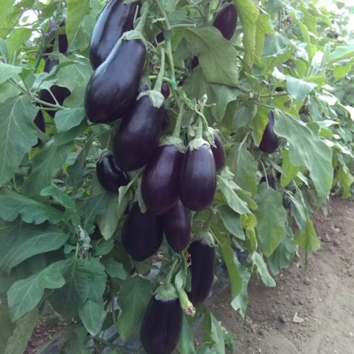KOHL F1