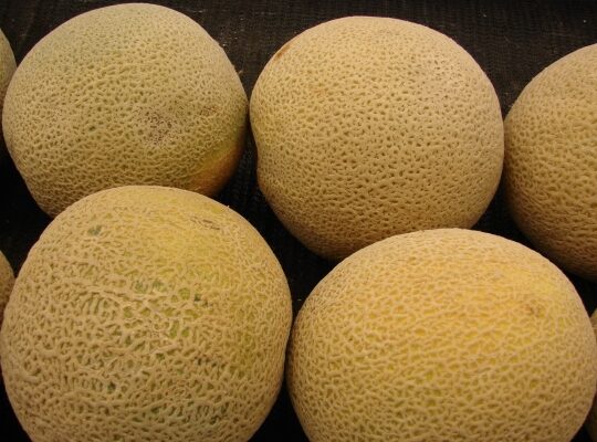 Melon