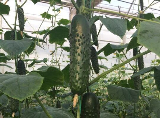 Cucumber