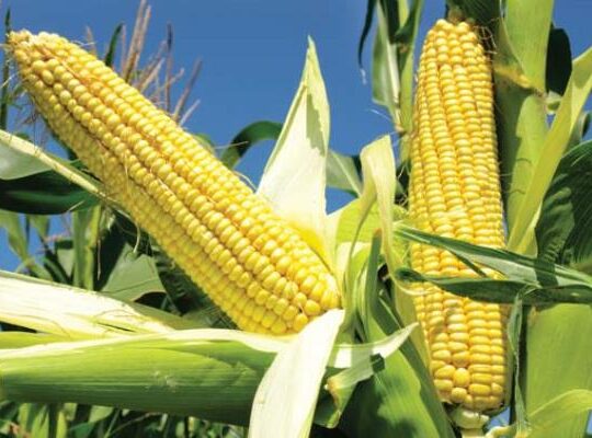 Corn