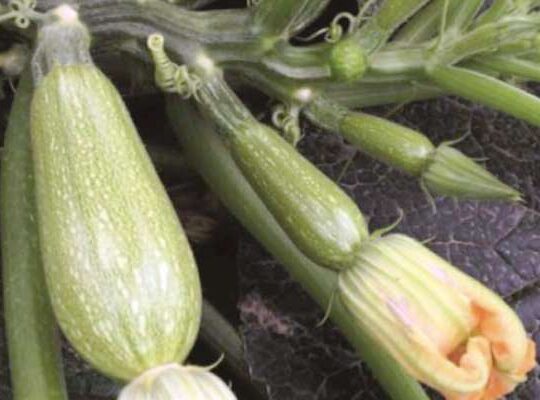 Squash