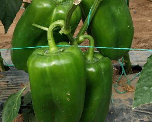 VERDE F1