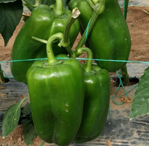 VERDE F1