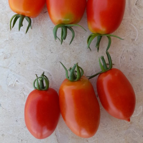 Determinate - Cherry